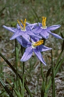 Nemastylis geminiflora